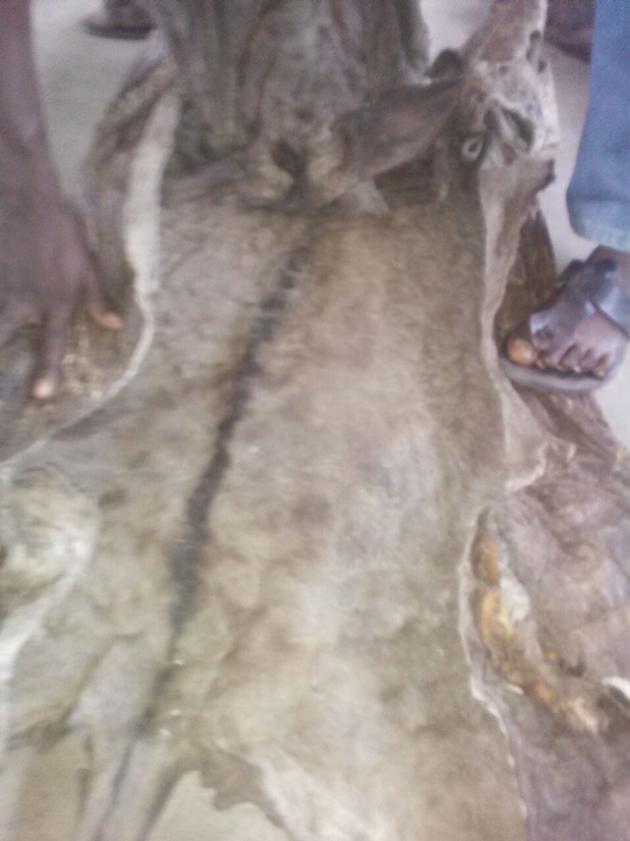Donkey skins