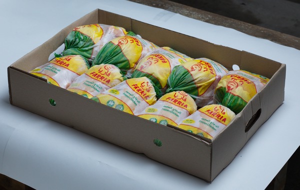Frozen Chicken Fillet IQF