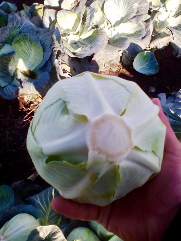 High Quality Cabbage By Wholesale