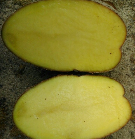 Quality Potatoes By Wholesale For Export