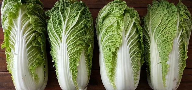 Celery Cabbage (Chinese Cabbage) By Wholesale - For Export