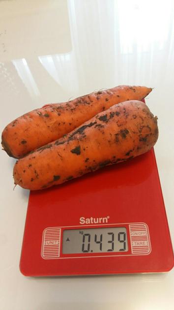 Carrots By Wholesale For Export