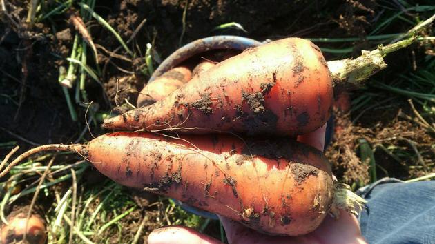 Carrots By Wholesale For Export