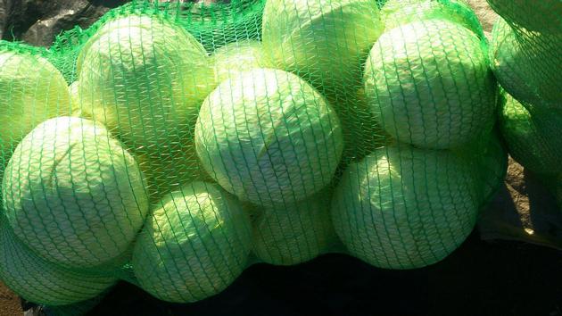 High-Quality Cabbage By Wholesale