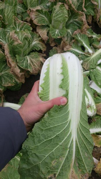 Celery Cabbage Chinese Cabbage By Wholesale