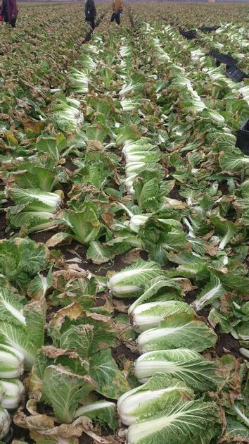 Celery Cabbage Chinese Cabbage By Wholesale