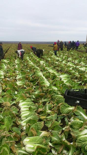 Celery Cabbage Chinese Cabbage By Wholesale