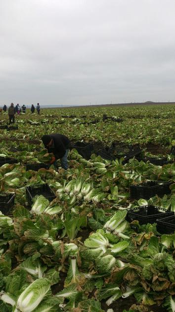 Celery Cabbage Chinese Cabbage By Wholesale