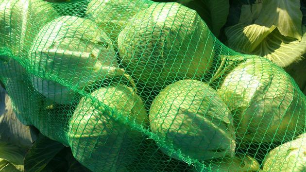 High Quality Cabbage By Wholesale
