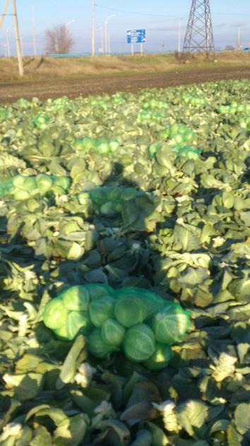 High Quality Cabbage By Wholesale