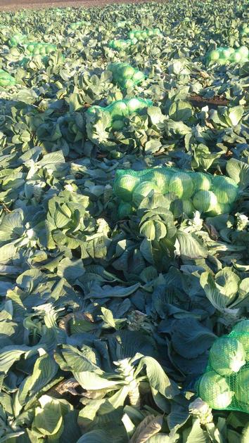 High Quality Cabbage By Wholesale