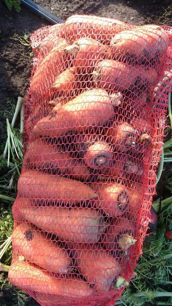 Carrots By Wholesale For Export