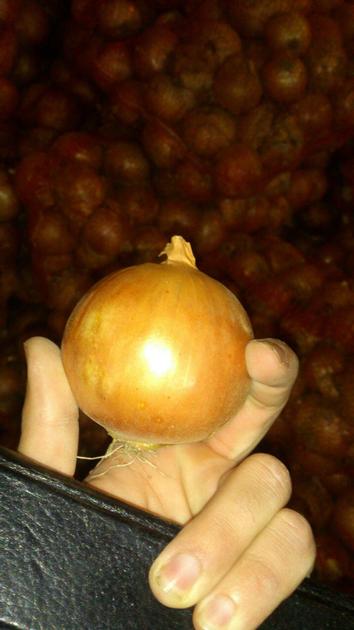 Onions