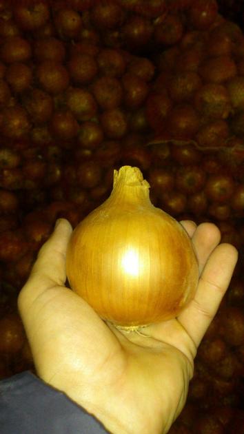Onions