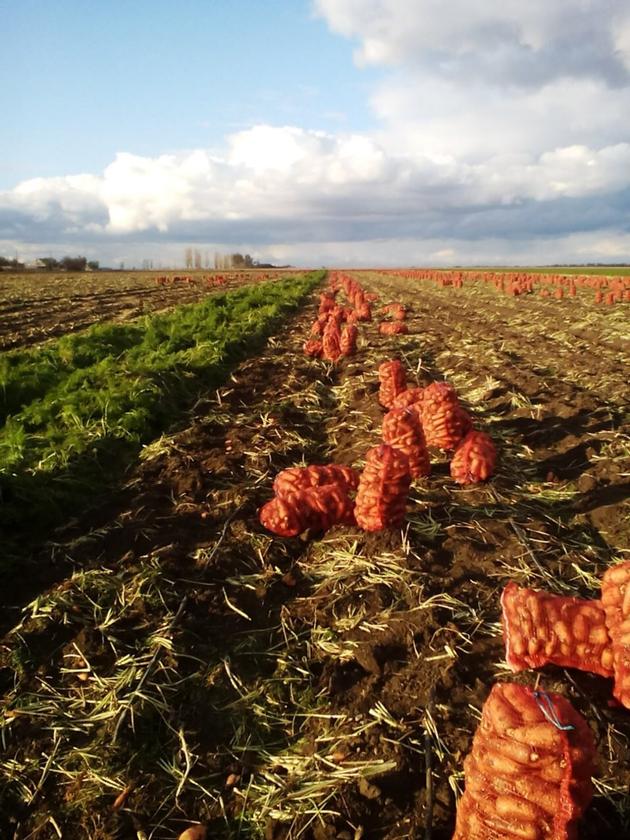 Carrots By Wholesale For Export