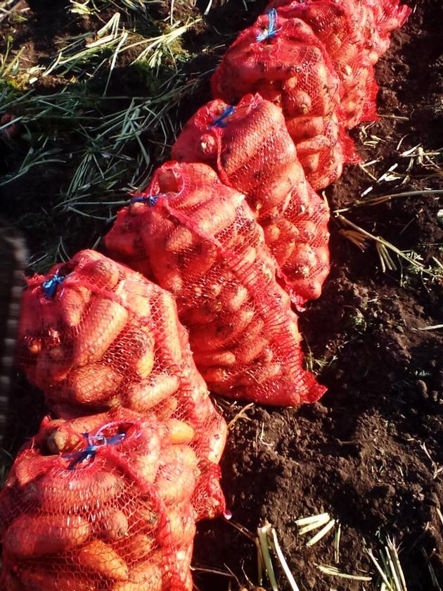 Carrots By Wholesale For Export