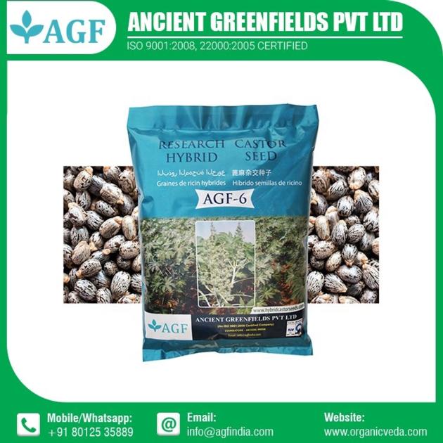 Hybrid Castor Seeds Supplier