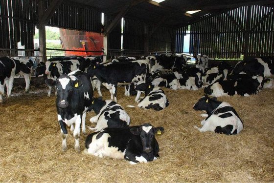 Pregnant Holstein Heifers, Dairy Products, Holstein Heifer Cows, Boer Goats