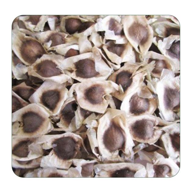 Organic Moringa Seeds Supplier