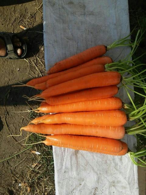 Carrots By Wholesale - For Export