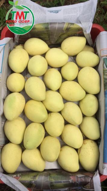 Best Seller Fresh Mango