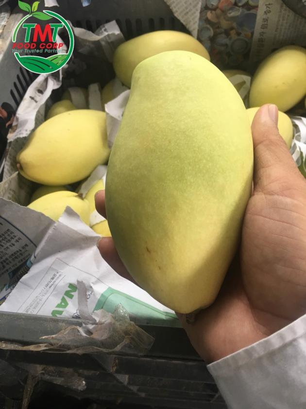 Best Seller Fresh Mango