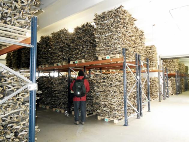 Grade A Quality Dried StockFish