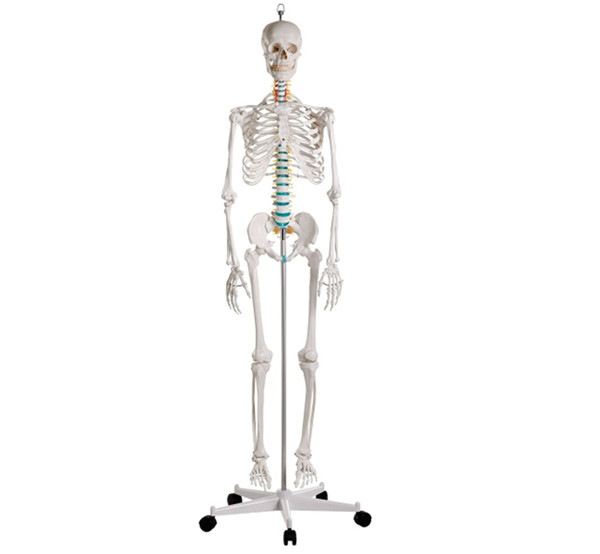 Advanced PVC Human Skeleton bone specimen anatomical  Model 180cm Tall