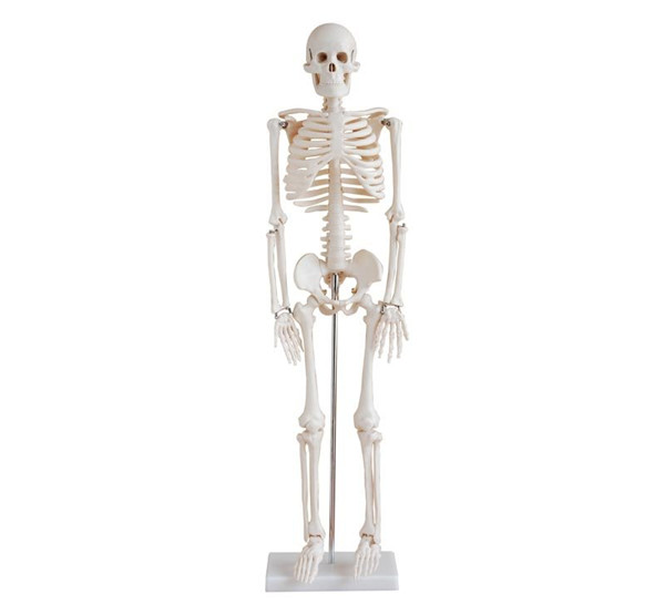 Advanced PVC Human Skeleton bone specimen anatomical  Model 85cm Tall