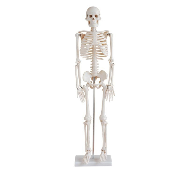 Advanced PVC Human Skeleton bone specimen anatomical  Model 85cm Tall