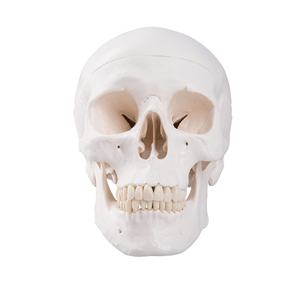 Life Size Adult Human Skull bone skeleton anatomical medical training eductional  Model