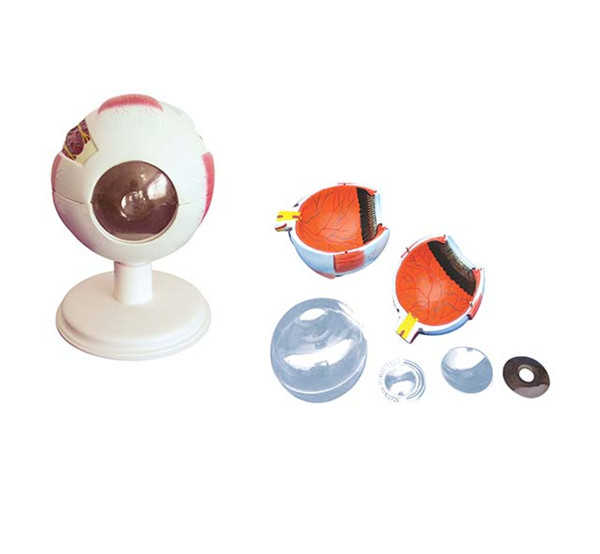 Enlarged Eye human anatomical PVC medical teaching Model