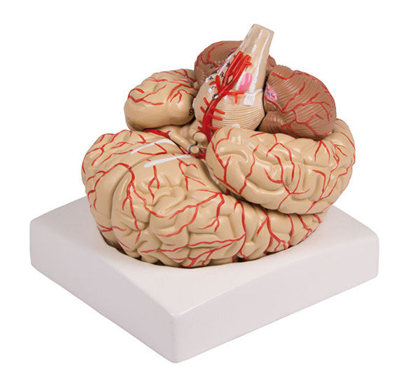 human Brain Model with Arteries anatomical pvc medical teaching model 9 Parts