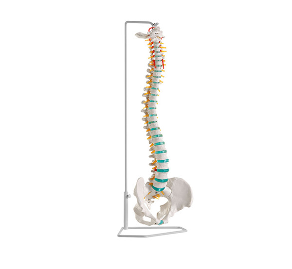Life Size Flexible Vertebral Column Spine bone oppitical anatomical skeleton Model