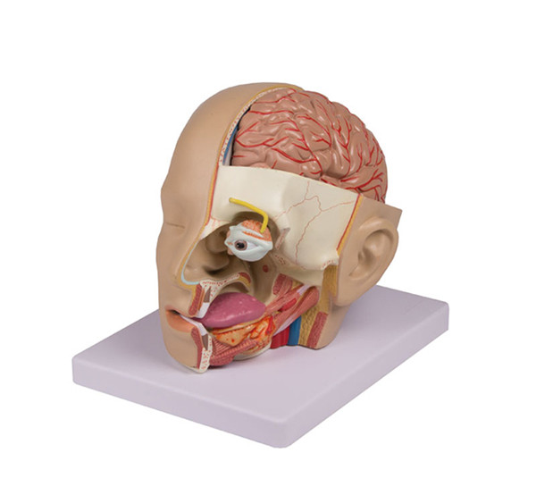 Head with Brain Model Anatomy medical human anatomical medical traning teaching PVC