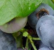 Blueberries