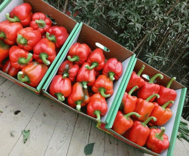 Fresh pepper 