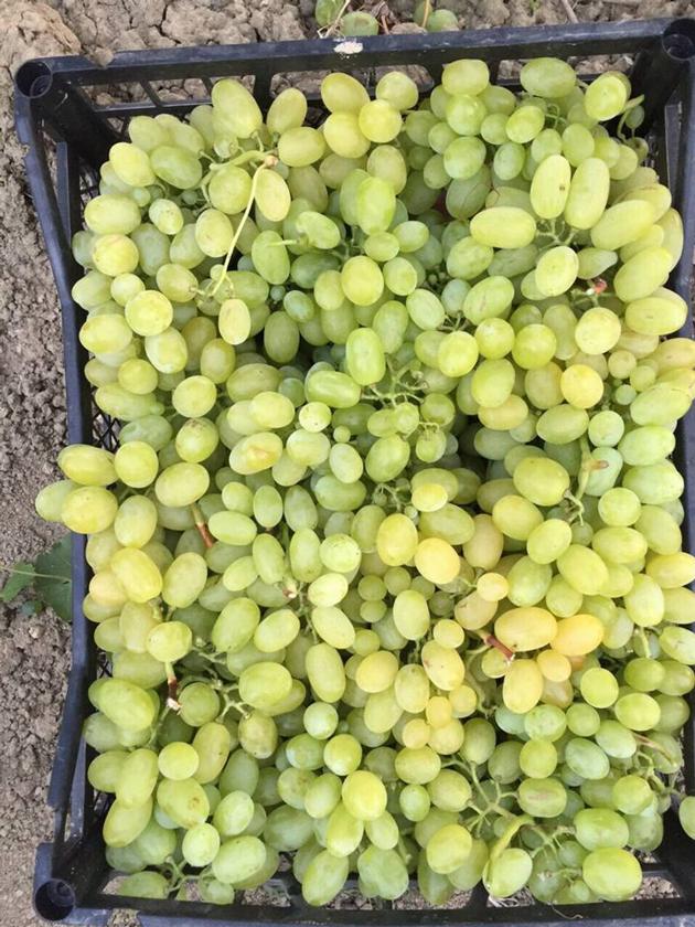 Fresh Grapes
