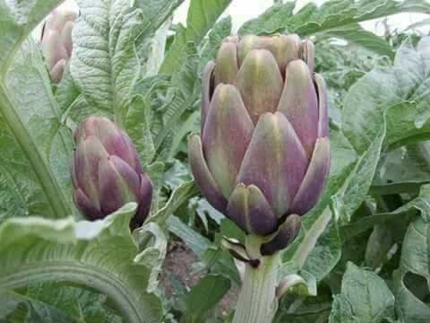 Fresh Artichoke 