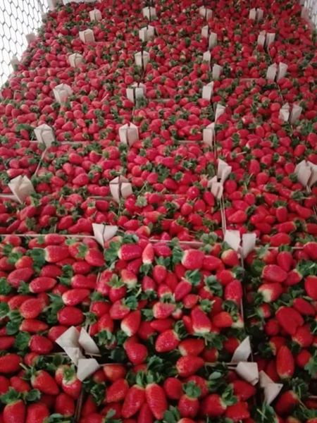 Fresh strawberry