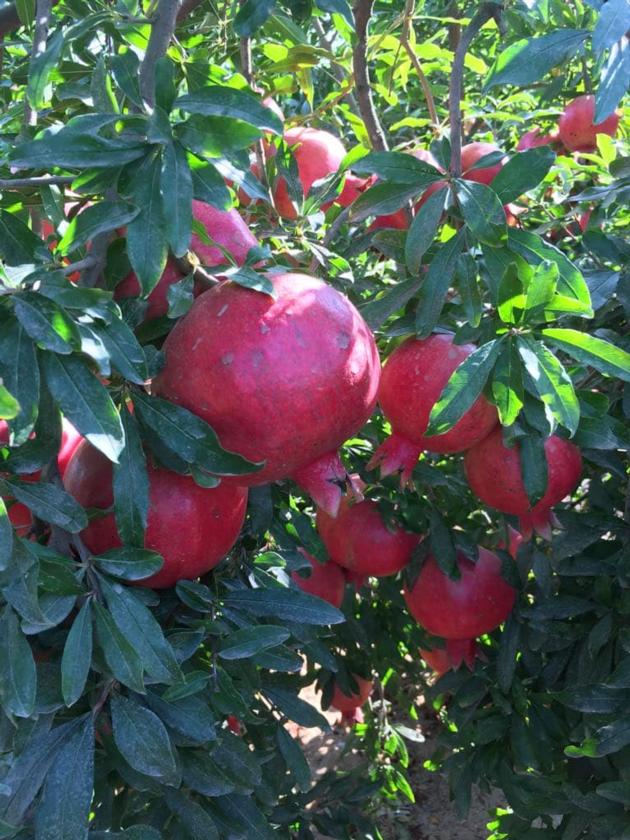 Fresh pomegranate