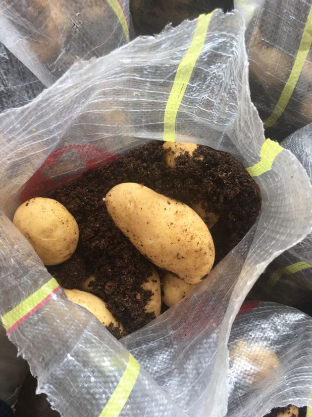 Fresh potato 