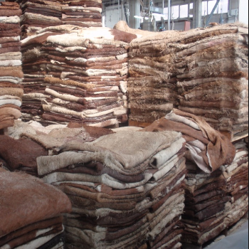 Wet Salted Cow Hide