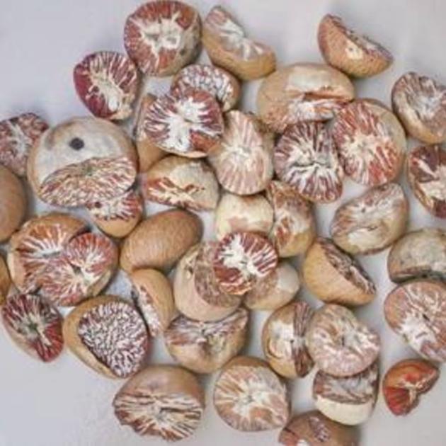 Fresh Betel Nut