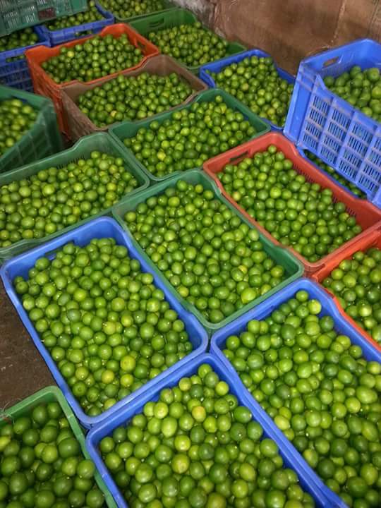 Fresh Frozen Lime Seedless Kaffir Lime