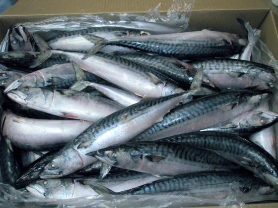 Fish - Fresh & Frozen Fish