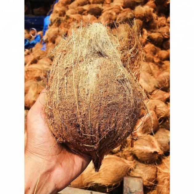 Fresh coconut semi husked