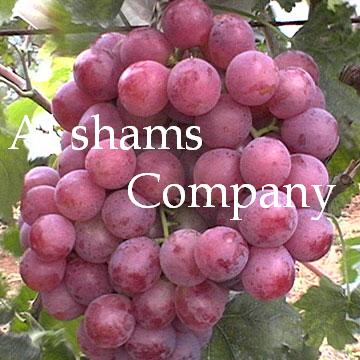 Fresh Grapes