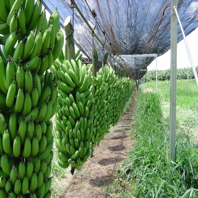  Fresh Green Cavendish Banana