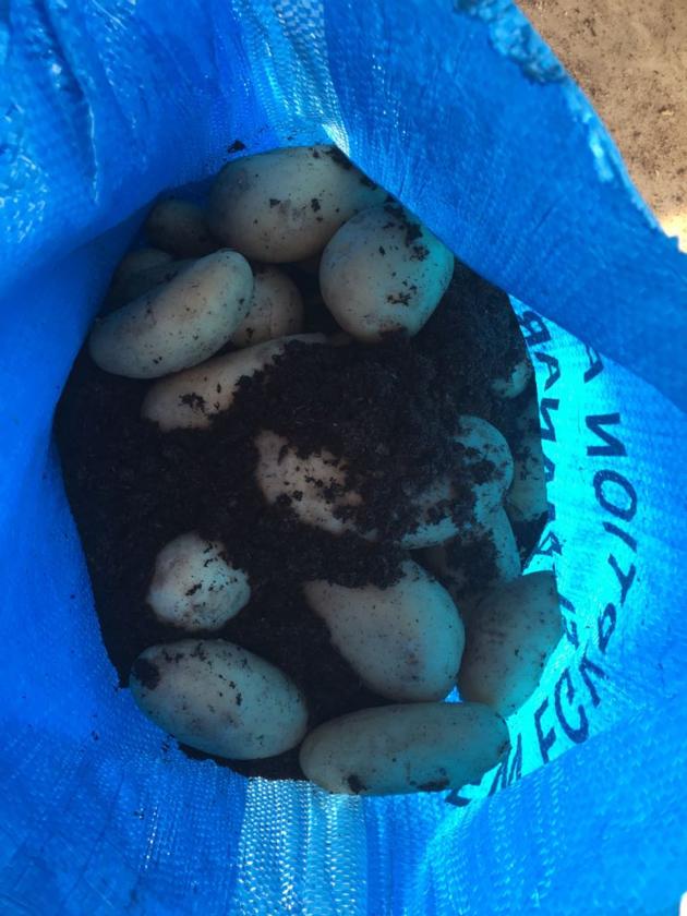 Fresh Potato